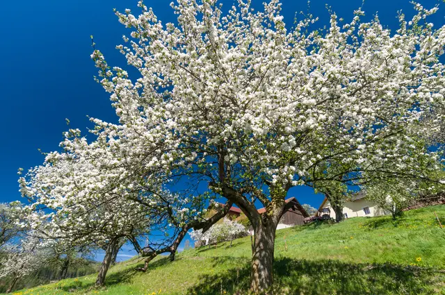 Es geht wieder um Obstbäume für alle, die gerne die alten Sorten erhalten möchten. | Foto: audivision.at