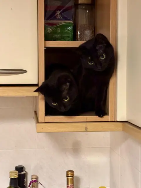 Mitzi und Strizzi überwachen die Wohnküche. | Foto: Margit Koudelka