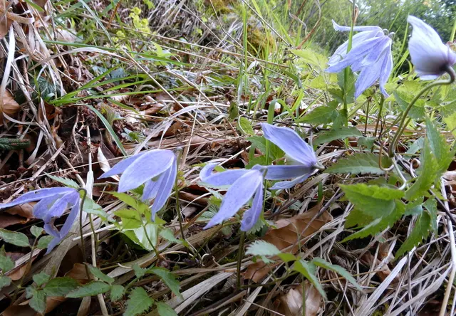 Die seltene Alpen-Waldrebe