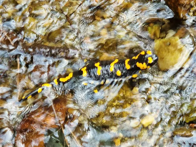 Feuersalamander sucht Erfrischung. | Foto: Edith Ebner