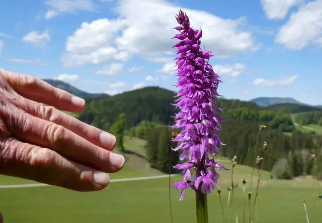 Ein riesiges Männliches Knabenkraut im Größenvergleich