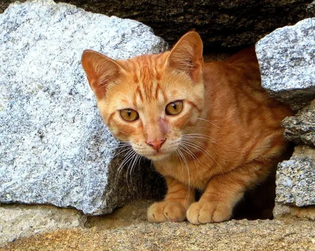 Ein Video mit Männern, die eine Katze mit einem Bolzenschussgerät quälen und erschlagen, schockiert. (Symbolbild) | Foto: pixabay