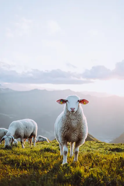 Foto: Salzburgerland / Denis Cebulec