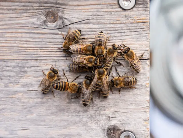 Die Bienen sind äußert fleißig. Sie putzen nicht nur ihren Stock, sondern auch sich.  | Foto: Valentina Marinelic