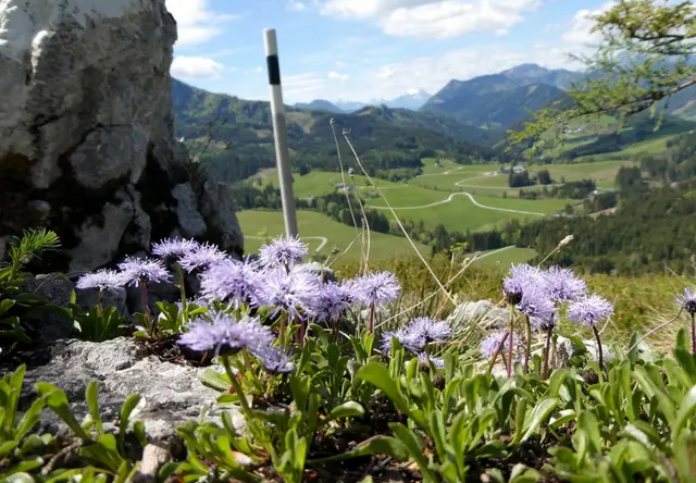 Kugelblumen auf dem Sonnstein