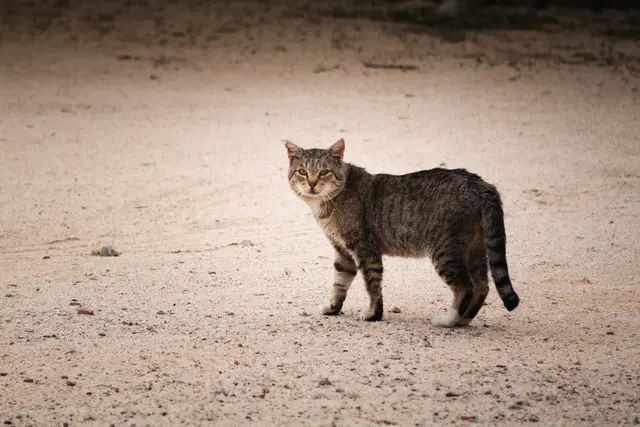 In Gersdorf an der Lafnitz wurde eine Katze mit einem Luftdruckgewehr angeschossen und lebensgefährlich verletzt. | Foto: unsplash / Brian Wangenheim
