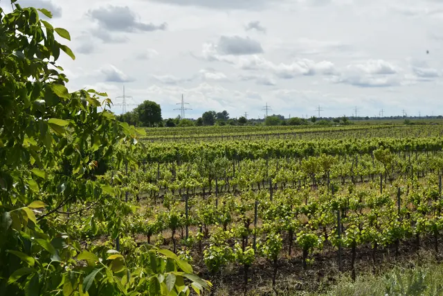 Gesellschaftliche Trends, Klimaveränderungen und geopolitische Machtverschiebungen beeinflussen die Weinindustrie maßgeblich. | Foto: Julia Lirsch / MeinBezirk