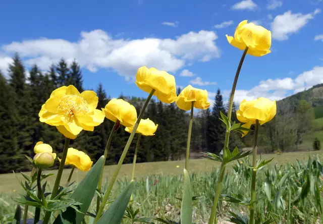 Trollblumen
