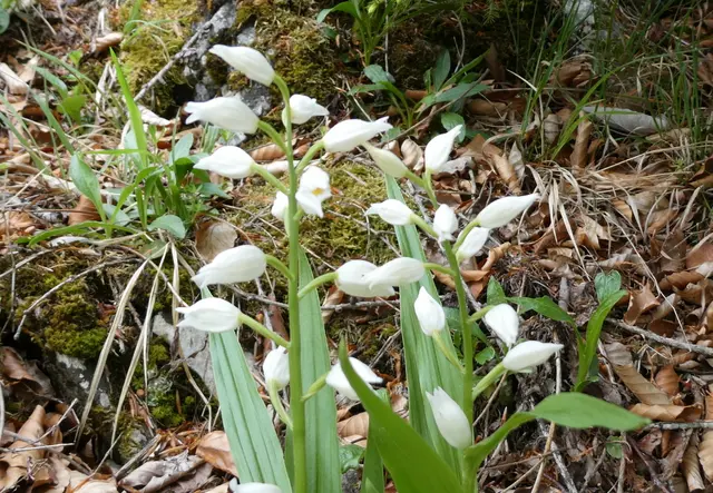 Waldvöglein