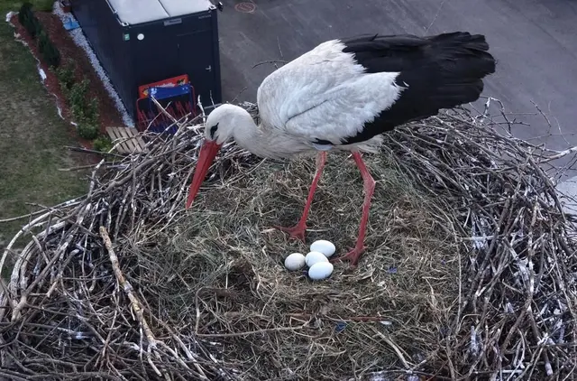 Der beliebte Tainacher Storch erwartet Nachwuchs