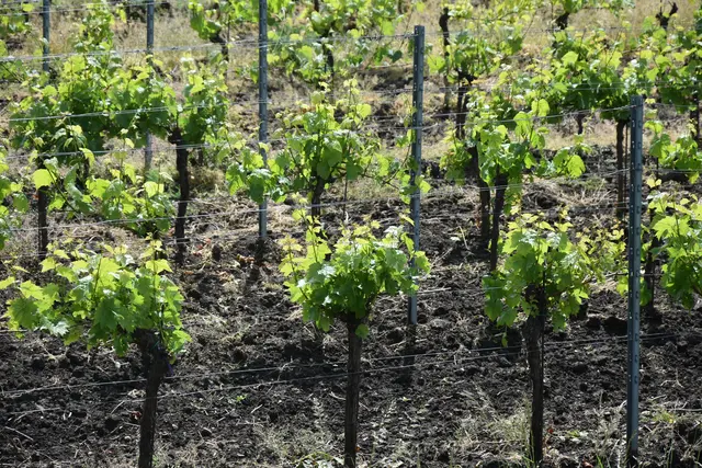 Bisher gab es in Österreich nur 164 Liter Niederschlag pro Quadratmeter. Im Frühjahr 2025 lag die Niederschlagssumme noch 15 Prozent unter dem Durchschnitt der Jahre 1991-2020. | Foto: Julia Lirsch / MeinBezirk