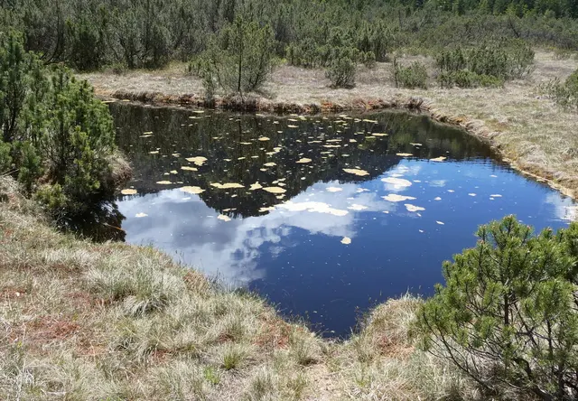 Das Moorauge, die zentrale offene Wasserfläche im Leckermoos