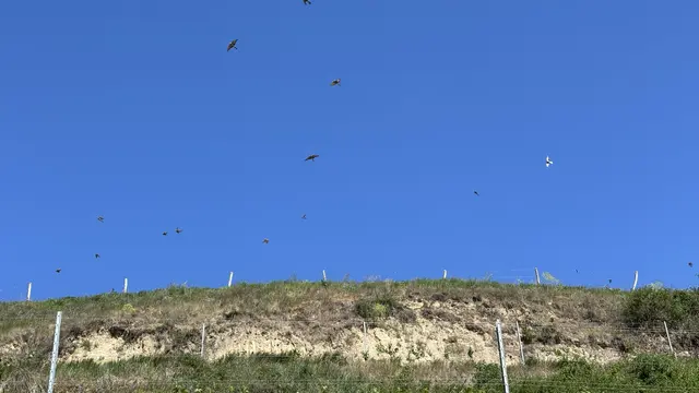 Sie sind wieder da: Bienenfresser-Spektakel in der Further Gottschelle