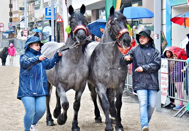 Eva Etzer hat ihre Blauschimmel im Griff....