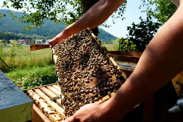 Am Welttag der Bienen stehen jene kleinen Bestäuber im Mittelpunkt, die unverzichtbar für die Umwelt und Lebensmittel sind. | Foto: LVBK/Pirker