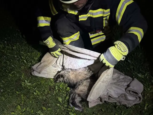 Mitten in der Nacht rückte die Freiwillige Feuerwehr Klosterneuburg aus, um zwei Dachsbabys zu retten. | Foto: FF Klosterneuburg
