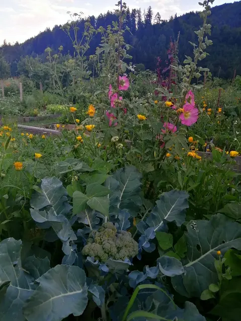 Neben individuell betreuten Einzelbeeten gibt es im Gemeinschaftsgarten auch gemeinsam genutzte Flächen für den Anbau von Kartoffeln, Zucchini und Kürbissen. | Foto: Bernadette Schönherr