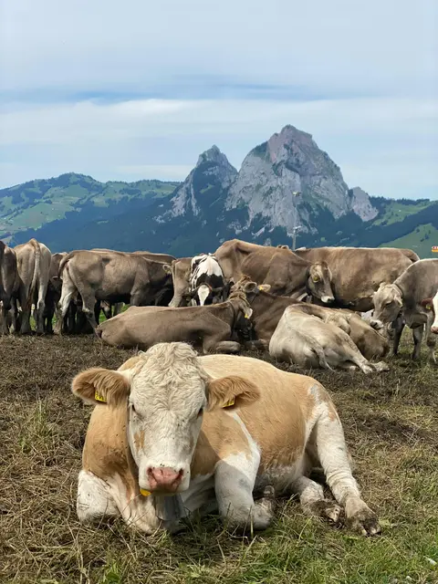 Nach der tödlichen Kuhattacke am vergangenen Wochenende in Oberlienz erinnert der Alpenverein an Verhaltensregeln für sichere Begegnungen mit Kühen auf Almen. (Symbolbild) | Foto: pexels/Elisa