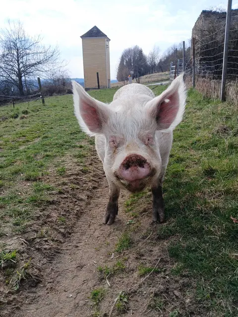 Die Schweine freuen sich auf einen Besuch. | Foto: zVg