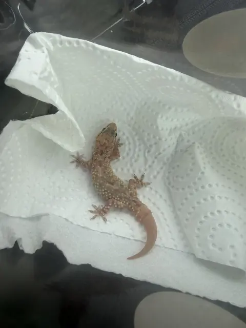 Dieser kleine Gecko wurde von der Tierhilfe Gusental in einer Umkleidekabine in Wels gefunden. | Foto: THG