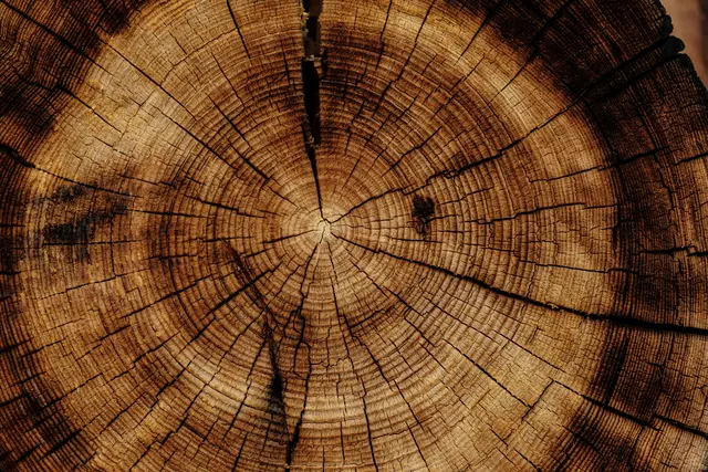 Foto:  Joel &amp; Jasmin Førestbird/Unsplash