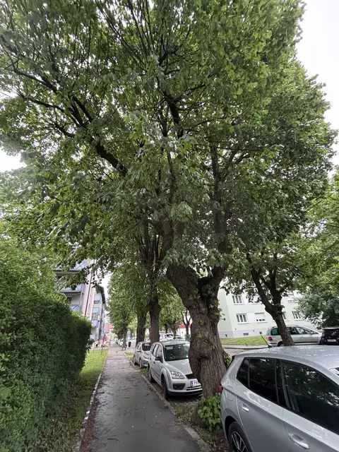 Nach dem Umbau sollen mehr Bäume stehen, als davor. | Foto: Tanja Handlfinger