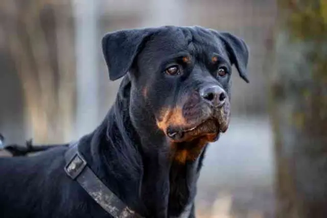 Athena sucht ein aktives Zuhause. | Foto: TSV St. Pölten