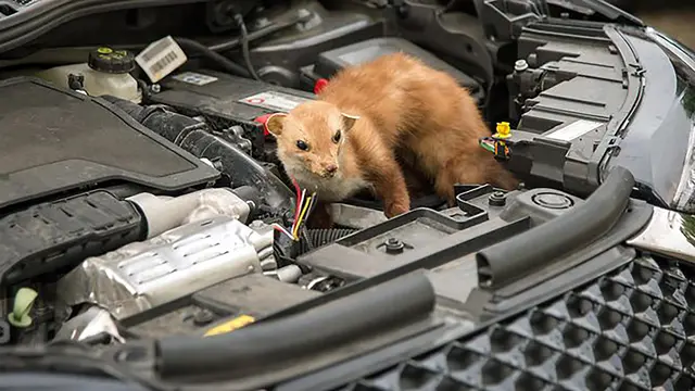 Ein Marder sitzt in einem offenen Motorraum eines Pkw.