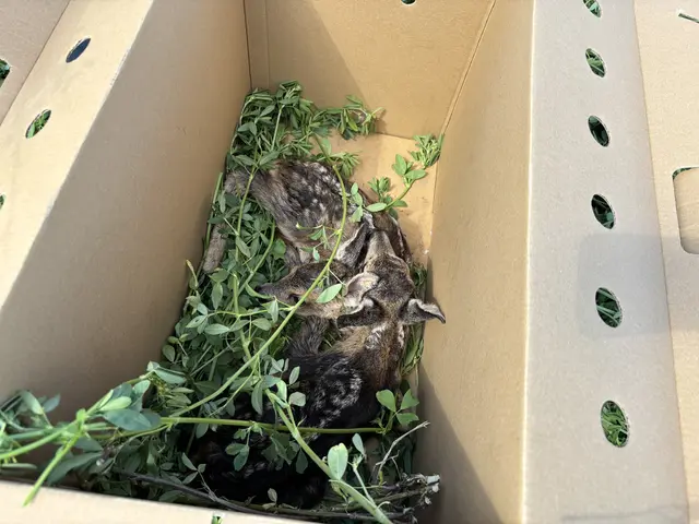 Bis die Mahd auf dem Feld beendet ist, werden die Tiere in einer Box zwischengelagert.  | Foto: Stefan Schneider/MeinBezirk