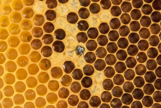 In ihren ersten drei Lebenswochen hat eine Biene Waben-Putzdienst. | Foto: privat
