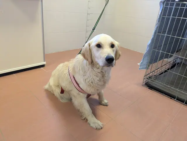 Hochträchtige Golden-Retriever-Hündin in Wien wohl ausgesetzt