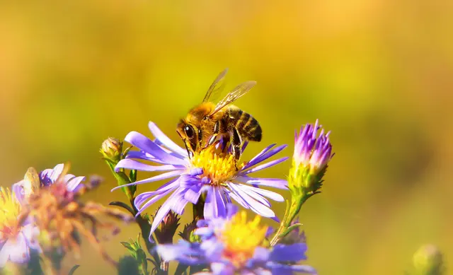 Der Österreichische Tierschutzverein warnt anlässlich des Weltbienentags vor einer zunehmenden Gefährdung von Honig- und Wildbienen in Österreich. (Symbolbild) | Foto: Krzysztof Niewolny/Unsplash