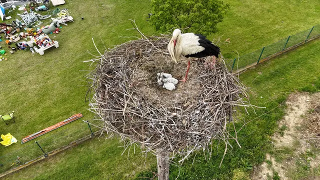 Süßer Nachwuchs: Am Sonntag, dem 17. Mai 2026, fotografierte Germot Ambros aus Wildon mit meiner Drohne den Storch in Stocking bei Wildon mit Nachwuchs. | Foto: Gernot Ambros