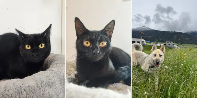 Die beiden Katzengeschwister Simba und Susi und der junge Husky Yuki suchen ihr Für-Immer-Zuhause. | Foto: Tierschutzverein Tirol