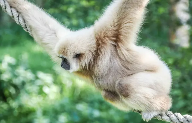 Die rund 1,5-stündige Tour durch den Zoo Salzburg gibt Einblicke in das Familienleben verschiedener Tierarten.
 | Foto: Zoo Salzburg