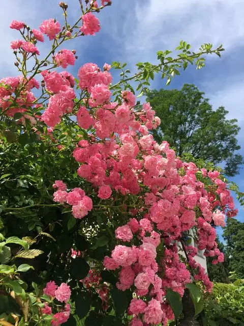 Duftende Rosen und süße Herzkirschen gehören zum Sommer - wie das Schneeglöckchen zum Frühling