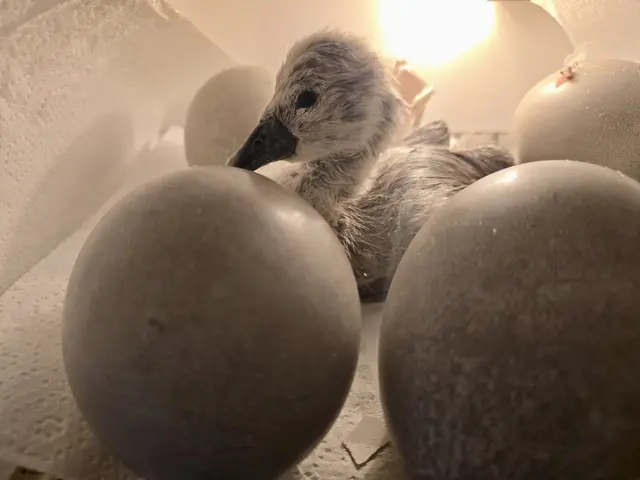 Nachdem das Wildtierservice Wien das Schwanennest gerettet hatte, schlüpften kurz daraufhin Babys. | Foto: Forst- und Landwirtschaftsbetrieb der Stadt Wien