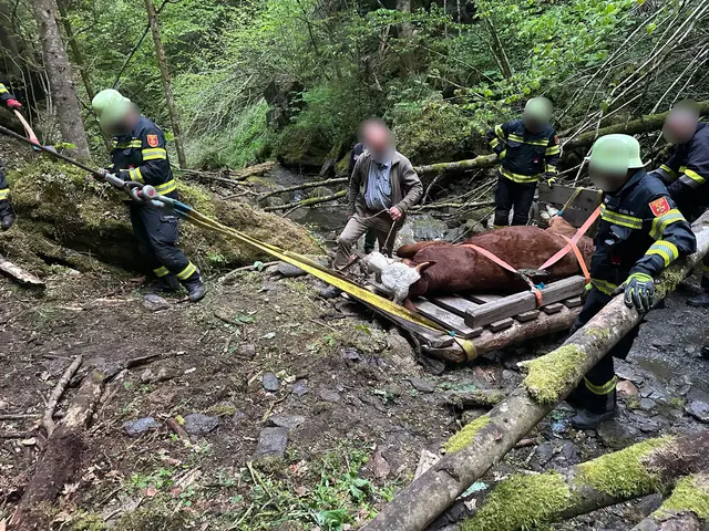 Das Tier kam in einem Bach zum Liegen. | Foto: Freiwillige Feuerwehr Metnitz