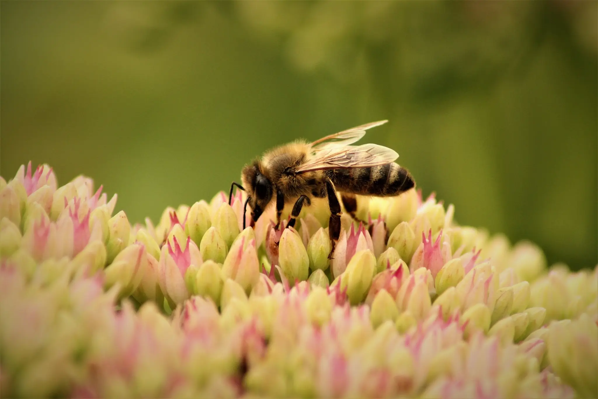 Weltbienentag 2026: Honig, Pollen und Summen - Bienen sind ...