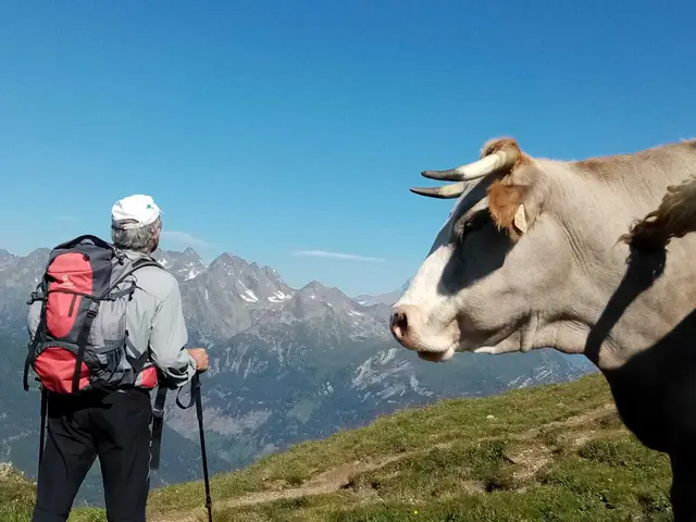 Immer wieder kommt es auf den heimischen Almflächen zu teils gefährlichen Begegnungen zwischen Wanderern und Weidevieh. | Foto: Privat