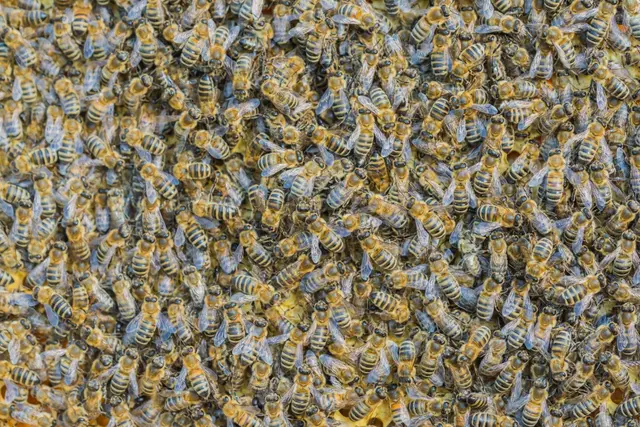 Die Freiheitsliebe der Biene ist unter anderem das, was den Bienenvater so fasziniert. | Foto: privat