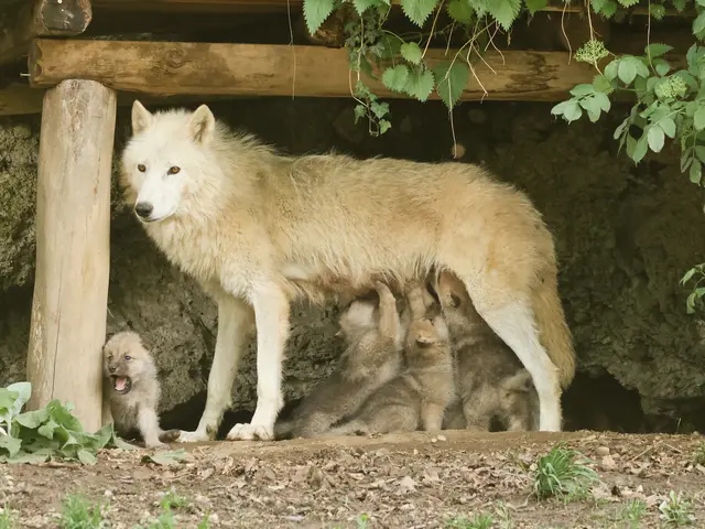 Mama Nura mit ihren Welpen im Zoo Salzburg. | Foto: Robert Duben