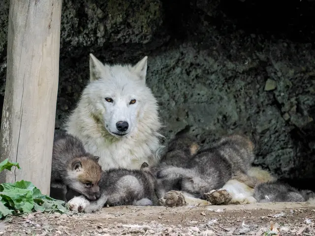 Foto: Zoo Salzburg/Angelika Köppl