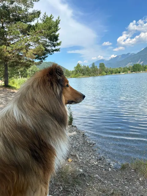 Wo Hunde in Klagenfurt baden dürfen
