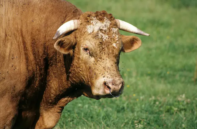 Ein Stier attackierte in Stanz einen 40-jährigen Landwirt. 