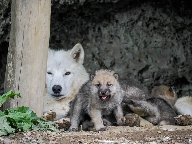 Die fünf Welpen erkunden neugierig ihren Bereich. | Foto: Zoo Salzburg/Angelika Köppl
