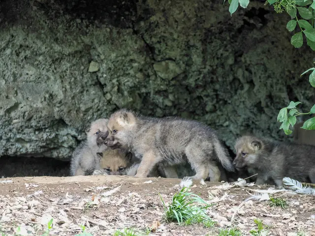 Foto: Zoo Salzburg/Angelika Köppl