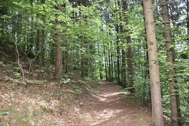 Der Kinderlieder-Wanderweg, eine 2,5 km Runde, wurde im Wanderdorf Bad Kreuzen eröffnet. An zehn Stationen kann man sich Kinderlieder anhören und mitsing. Die Zeichnungen dazu wurden von den Mädchen und Buben des Kindergartens gestaltet.  | Foto: Robert Zinterhof