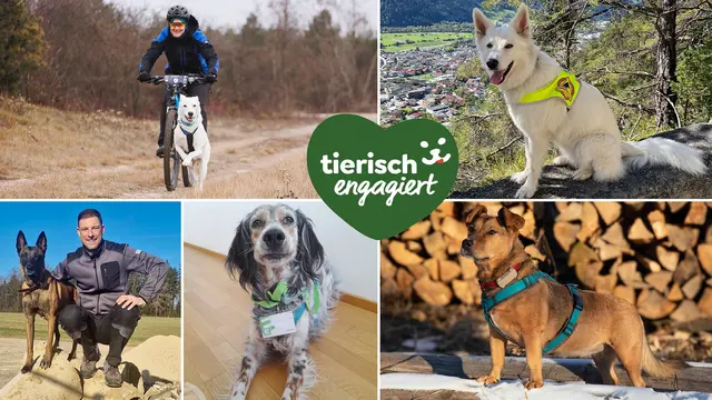 Aus über 200 Einreichungen wurden fünf Hunde ausgewählt.  | Foto: Fressnapf
