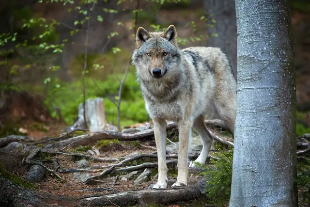 Unter anderem wurde die Geltungsdauer der Wolfsverordnung auf drei Jahre verlängert. (Symbolfoto) | Foto: stock.adobe.com/at/Martin Mecnarowski 
